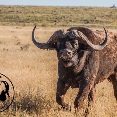 Our ex-breeding bull SPIES.