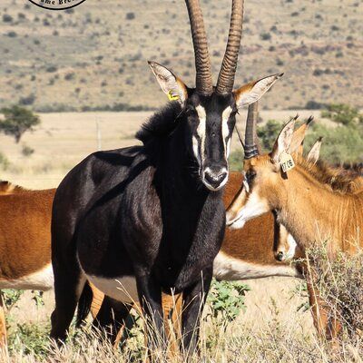 Our ex-breeding bull TAMBOTI.