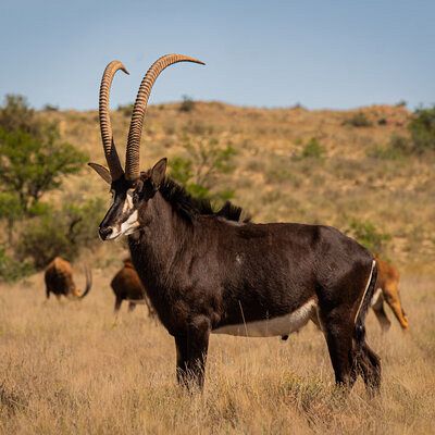 Our new breeding bull in 2022
