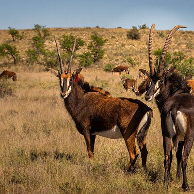 Our new breeding bull and a top cow in the herd