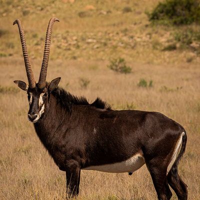 Our new herd sire bred on Outpost and measuring over 49