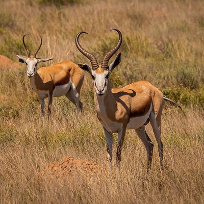 Breeding animals in our herd