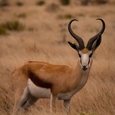 Top breeding ram in our herd