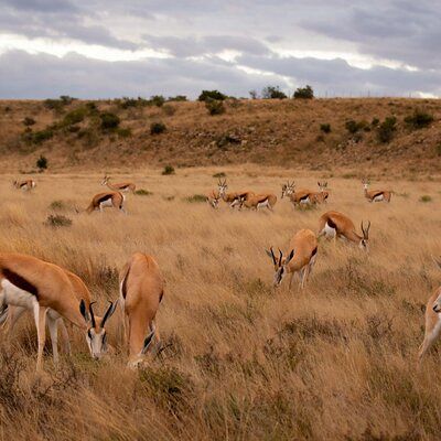 Springbuck herd in the Karoo