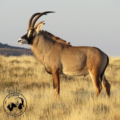 Our ex-breeding bull JACK.