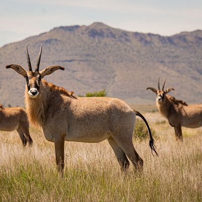 Young Roan breeding animals in the Karoo