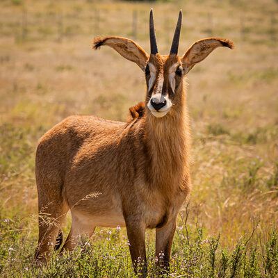 Young Roan in the breeding herd