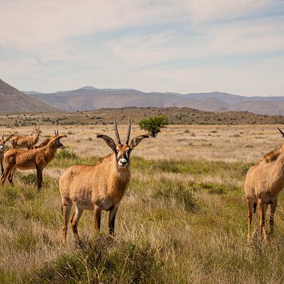 Roan breeding herd in the Karoo