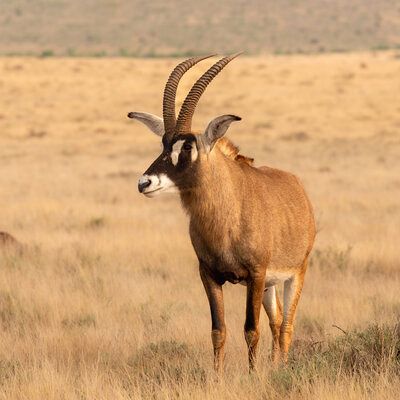 Roan breeding bull