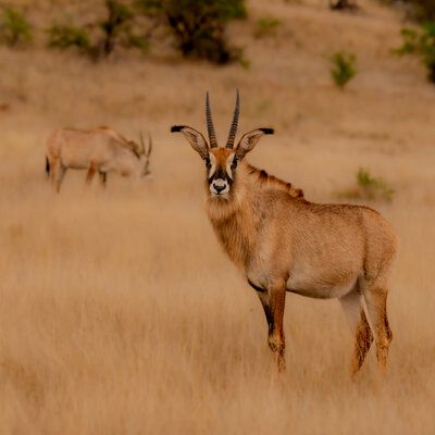 Young Roan in the breeding herd