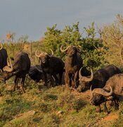 Bachelor herd of young buffalo bulls