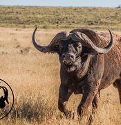 Our ex-breeding bull SPIES.