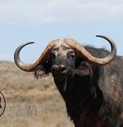 Buffalo - gallery-1-267-buffalo-6.jpg