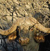 Buffalo - gallery-1-268-buffalo-7.jpg