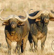 PUNTE as a youngster (left) photographed with MASAAI (right).
