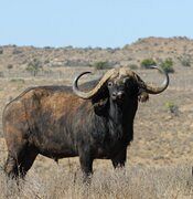 Our ex-breeding bull MASAAI.