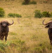 PUNTE (left) along with another up and coming young bull bred at Outpost. 